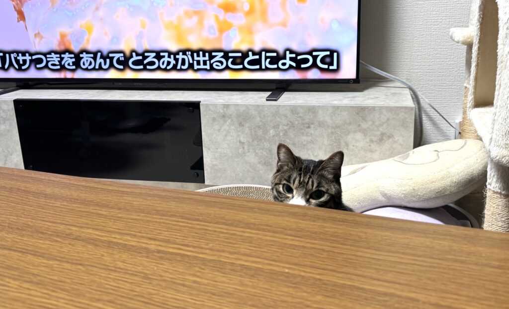 ひょっこり猫2